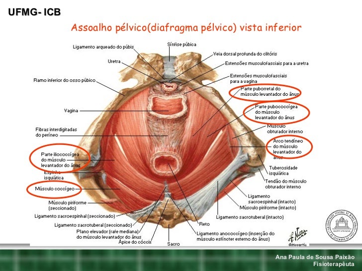 anatomia do assoalho pelvico